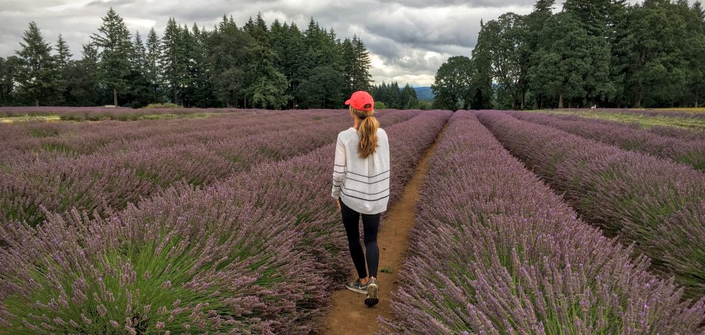 Lavender Fields