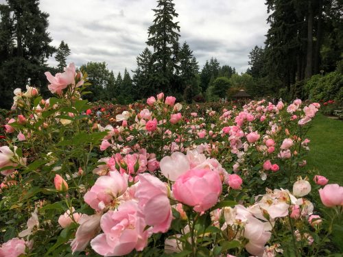 Rose Test Garden, Portland