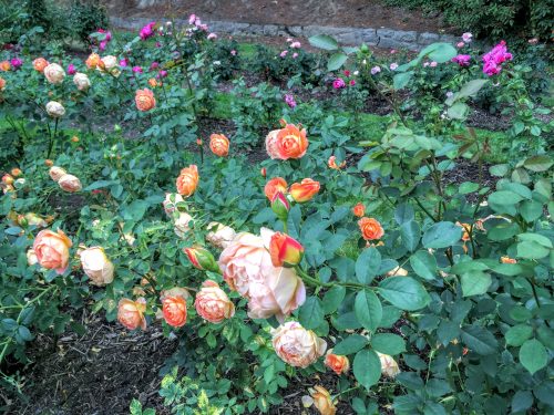 Rose Test Garden, Portland