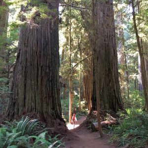 Giant Redwoods, Jedediah Smith State Park