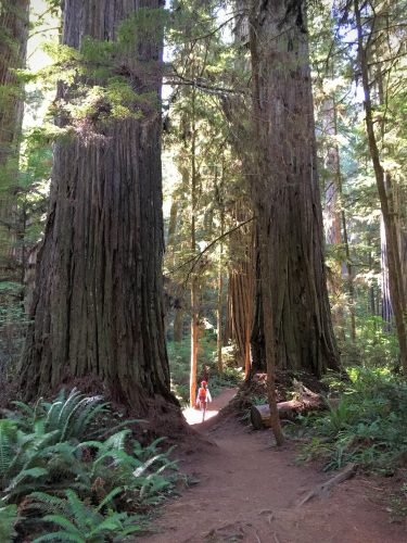 Giant Redwoods, Jedediah Smith State Park
