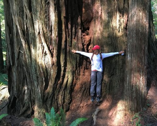 Giant Redwoods, Jedediah Smith State Park