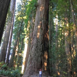 Stout Grove, Jedediah Smith State Park