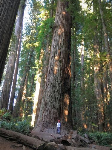 Stout Grove, Jedediah Smith State Park